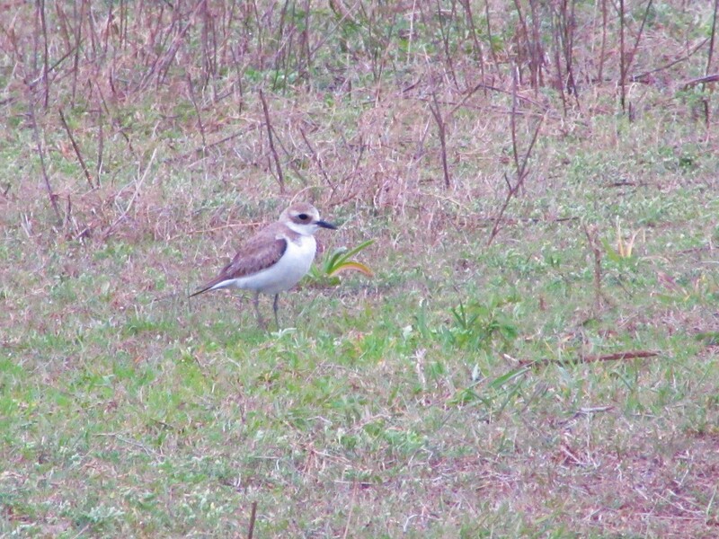 Greater sand-plover, Mpempe pan.
