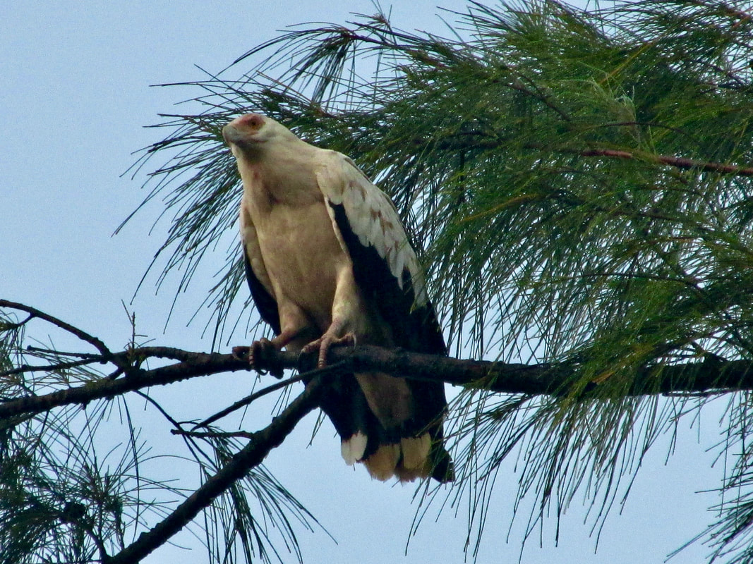 Palm-nut vulture in Casuarina tree