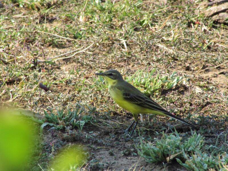 Western yellow wagtail, Mpempe pan.