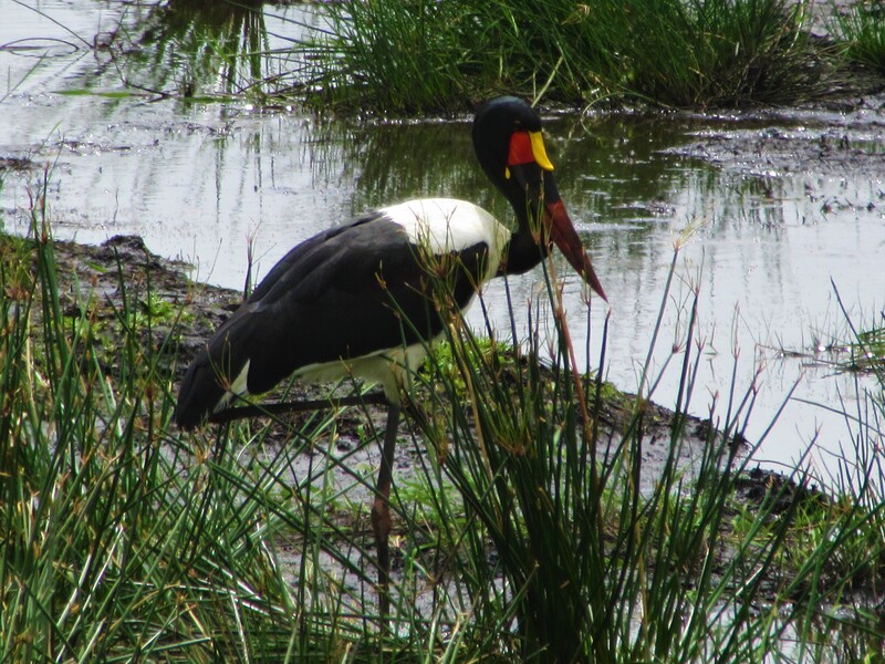 Saddle-billed stork, Isimangaliso.