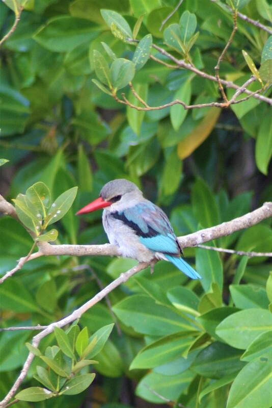 Mangrove kingfisher, St Lucia estuary.