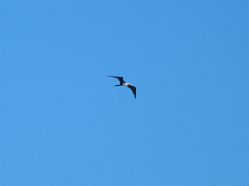 Lesser frigatebird, St Lucia, bird.
