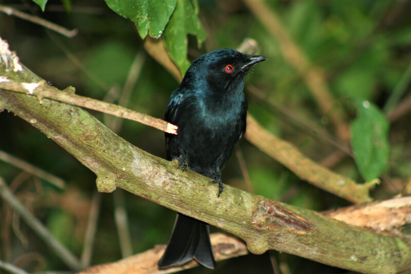 Square-tailed drongo, St Lucia