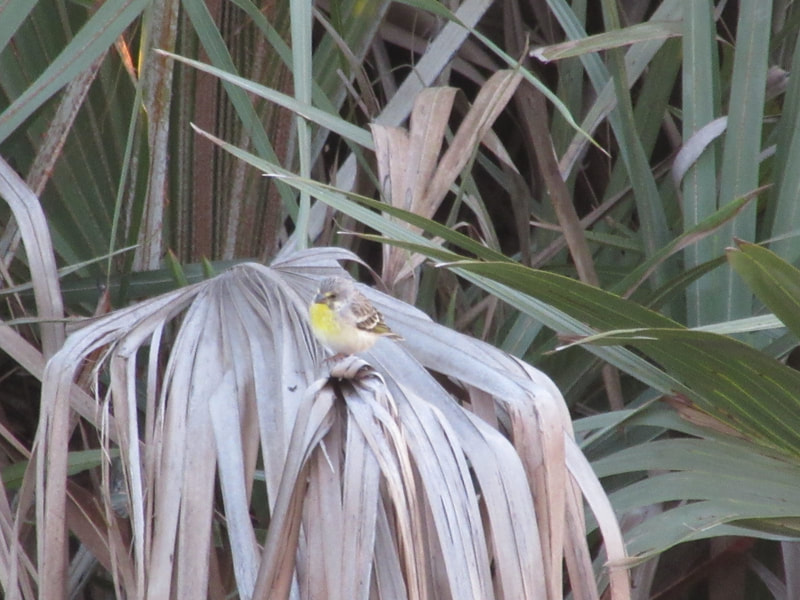 Lemon-breasted canary, Isimangaliso Wetlands Park, bird.