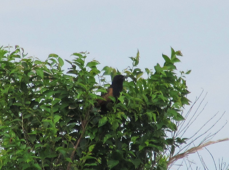 Black coucal, Western Shores, Isimangaliso.