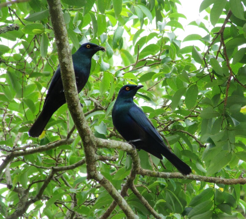 Black-bellied starling, St Lucia, Kwazulu-natal.