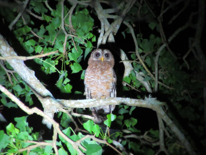 Wood owl, St Lucia.