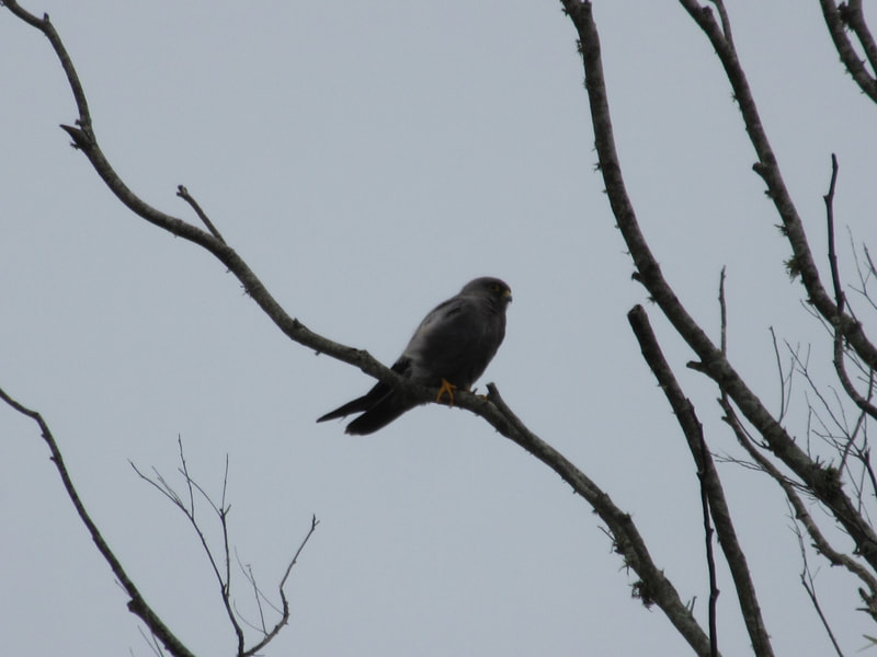 Sooty falcon, St Lucia, bird.