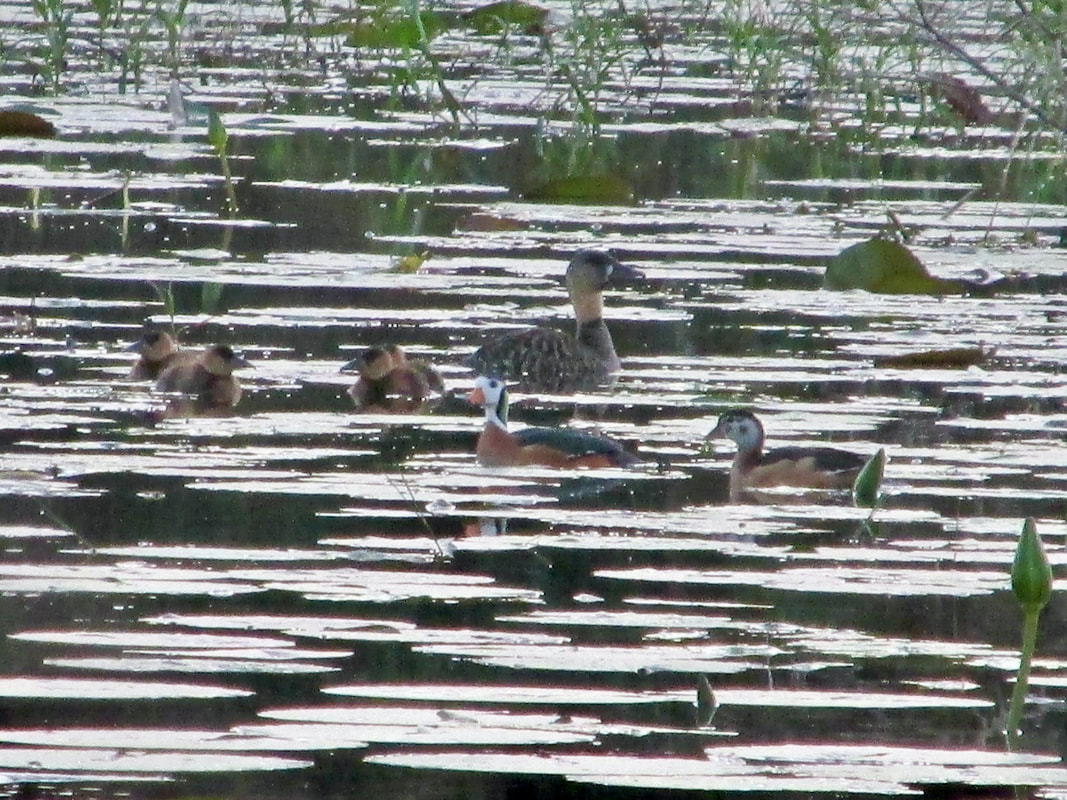 White-backed duck & African pygmy-goose on wetlands close to St Lucia