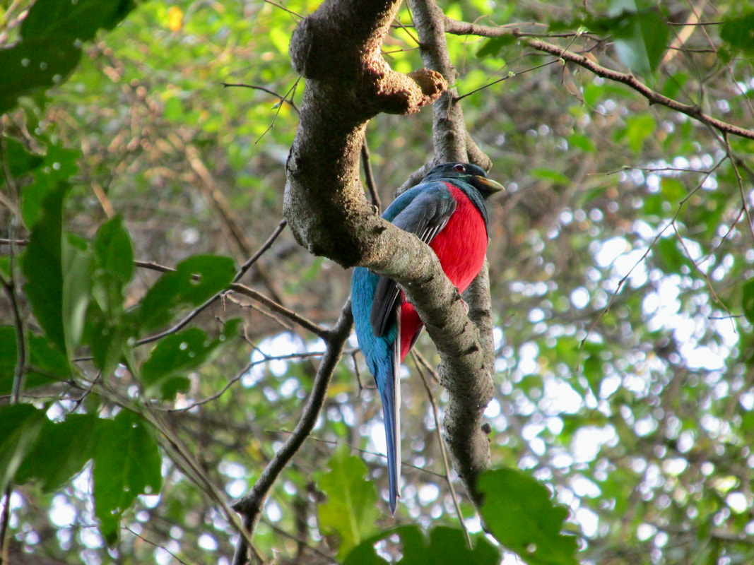 Narina trogon male in tree