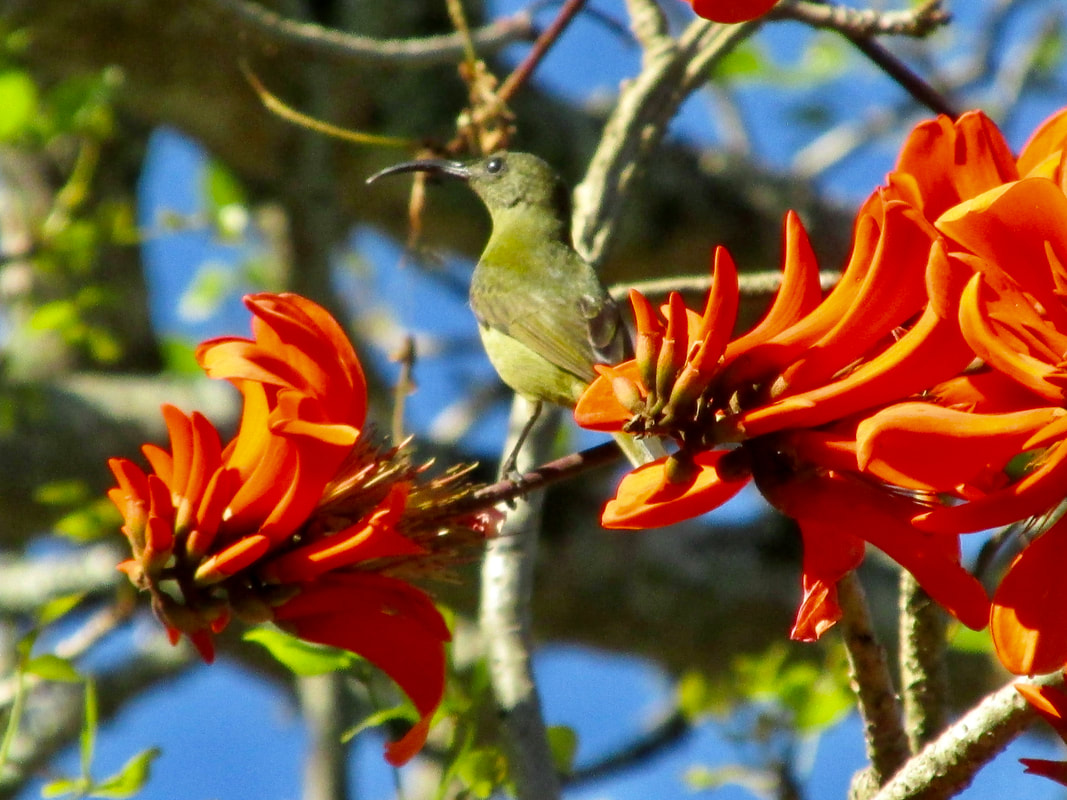 Olive sunbird in flowering coral tree