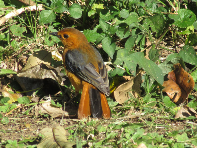 Red-capped robin-chat, St Lucia, bird.