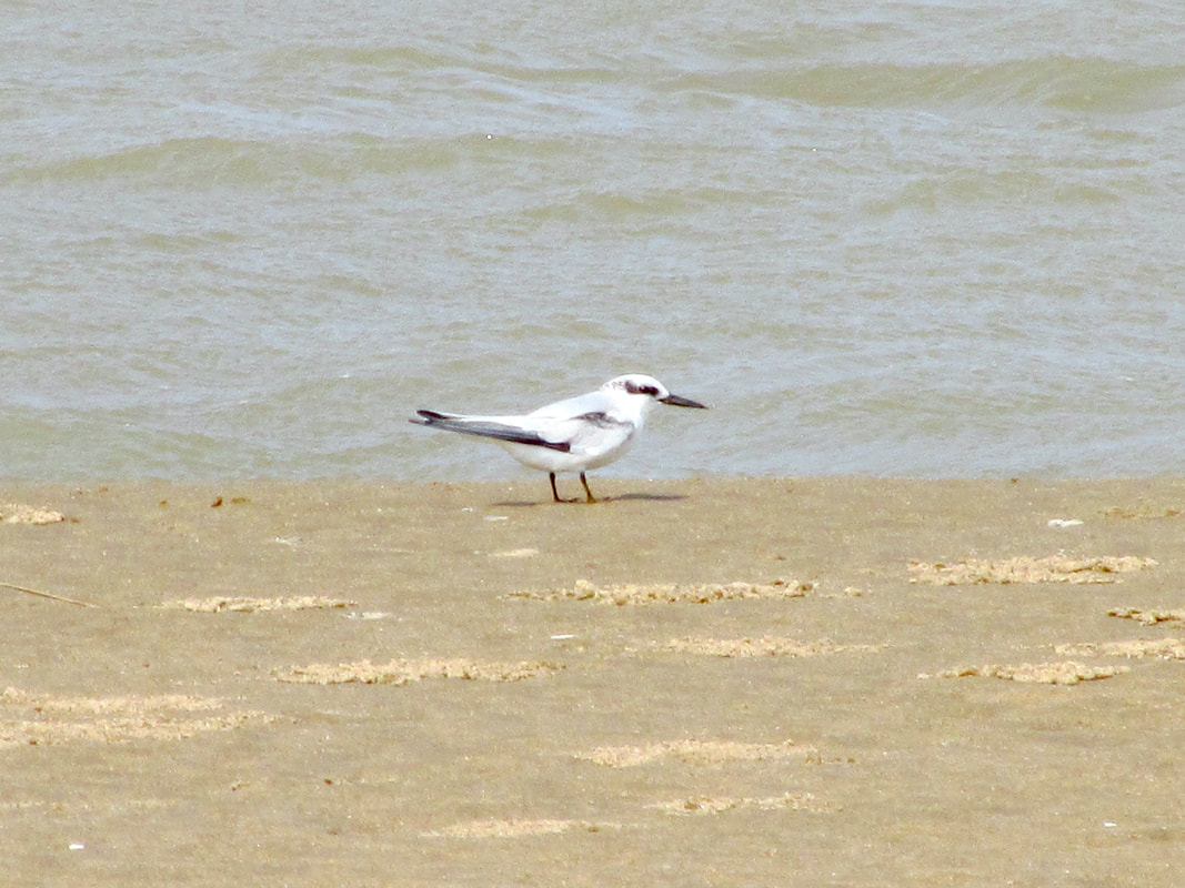 Saunders's tern stood on St Lucia beach