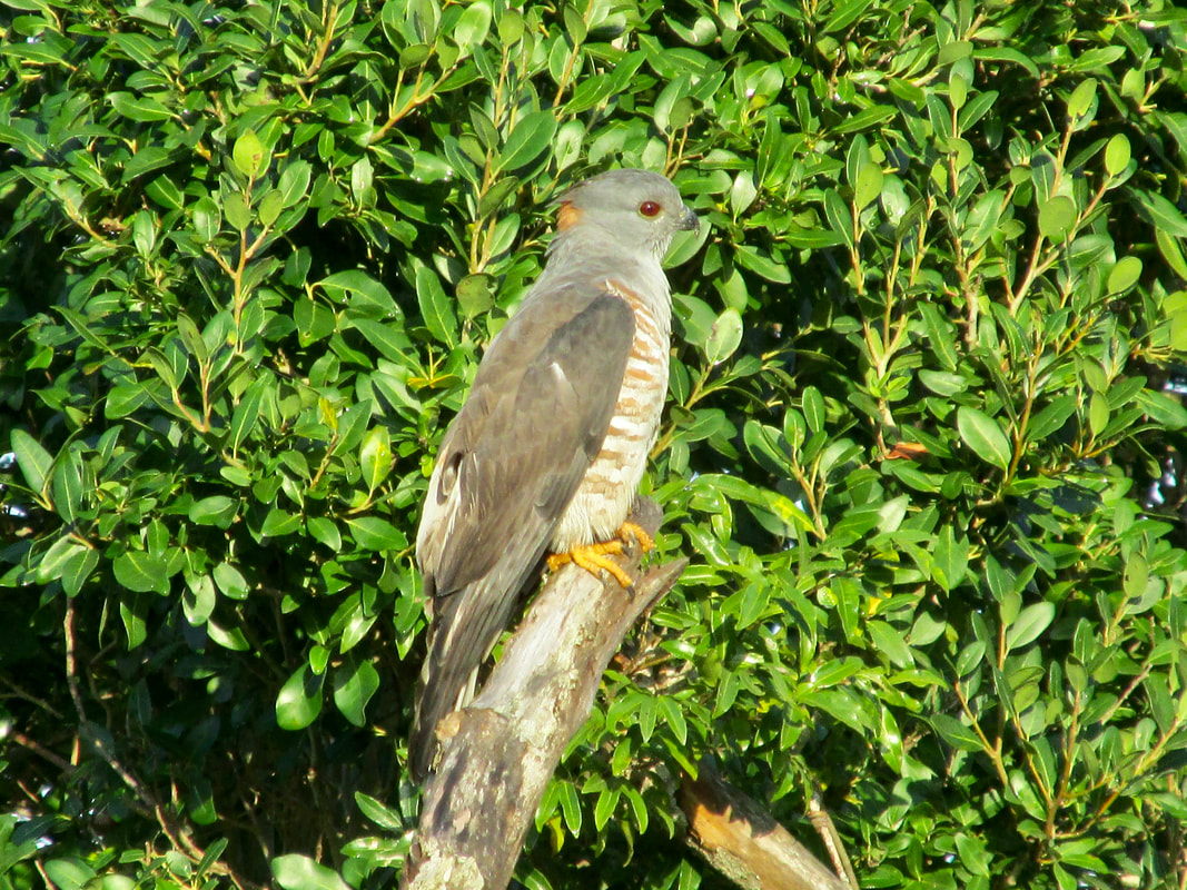 African cuckoo-hawk, Rufous back of head