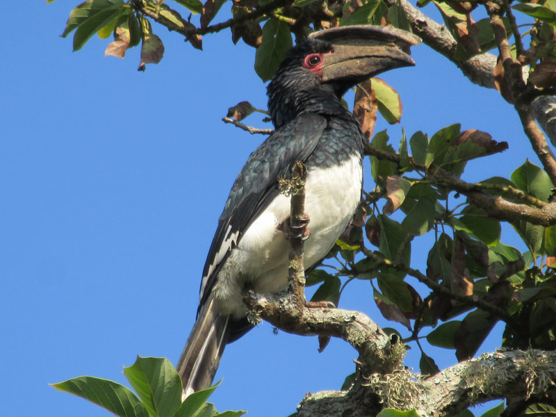 Trumpeter hornbill, St Lucia, bird.
