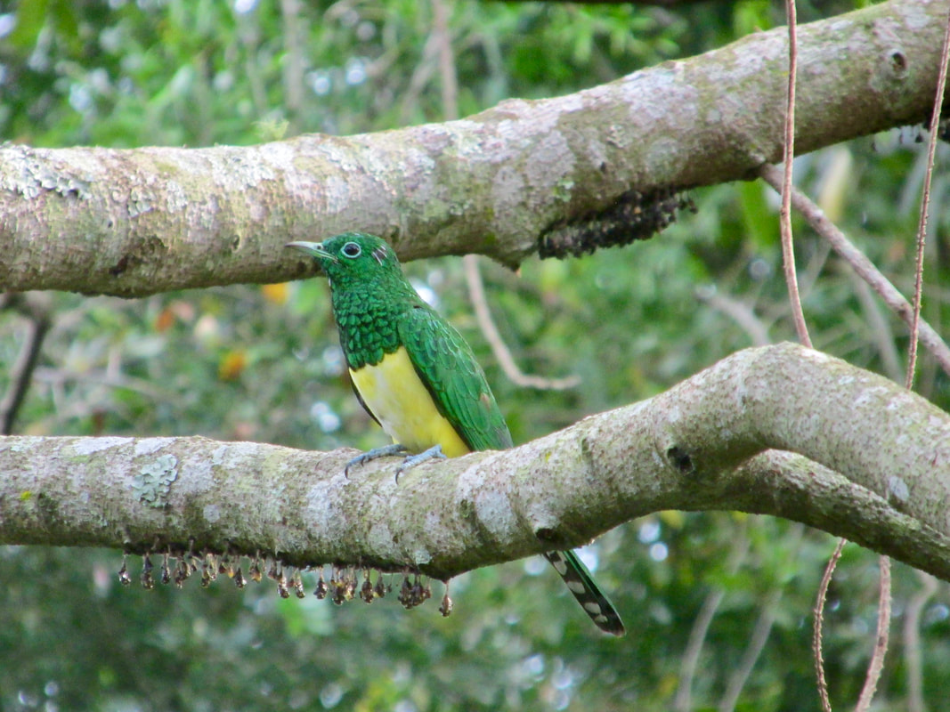 African emerald cuckoo White stinkwood