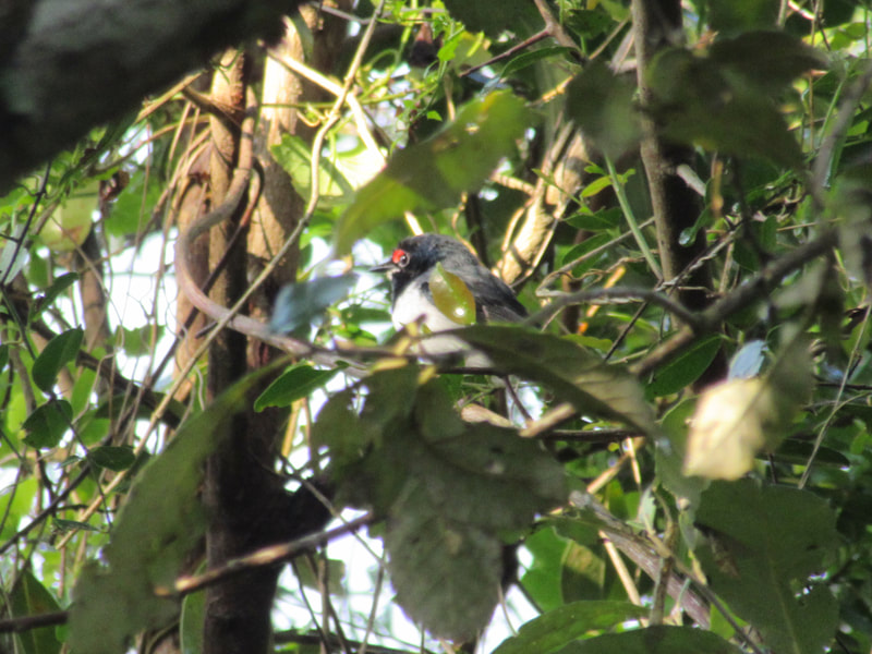 Black-throated wattle-eye, St Lucia, bird.