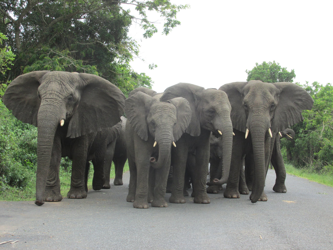 Herd of elephants Isimangaliso wetlands park