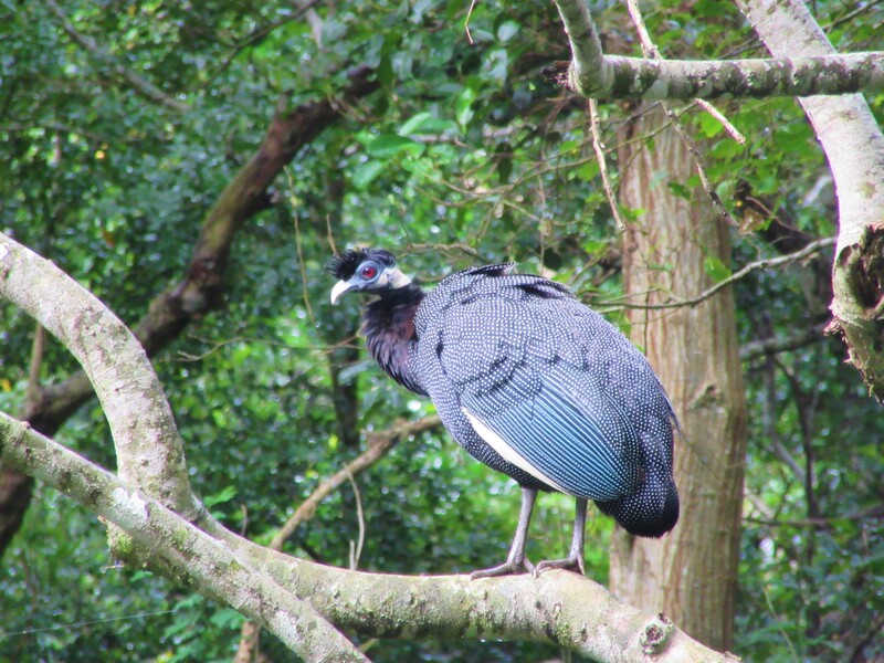 Crested guineafowl, St Lucia.
