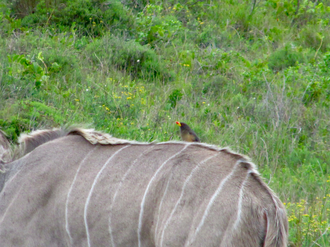 Yellow-billed oxpecker on Kudu