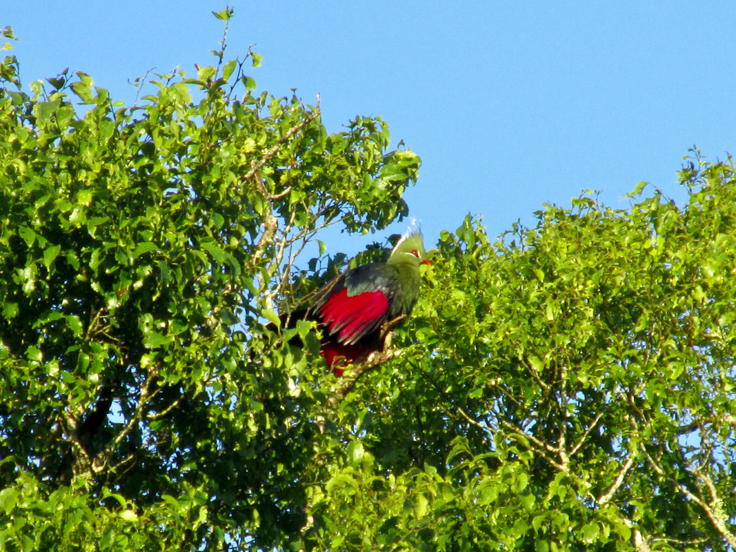 Livingstone's turaco red primary feathers
