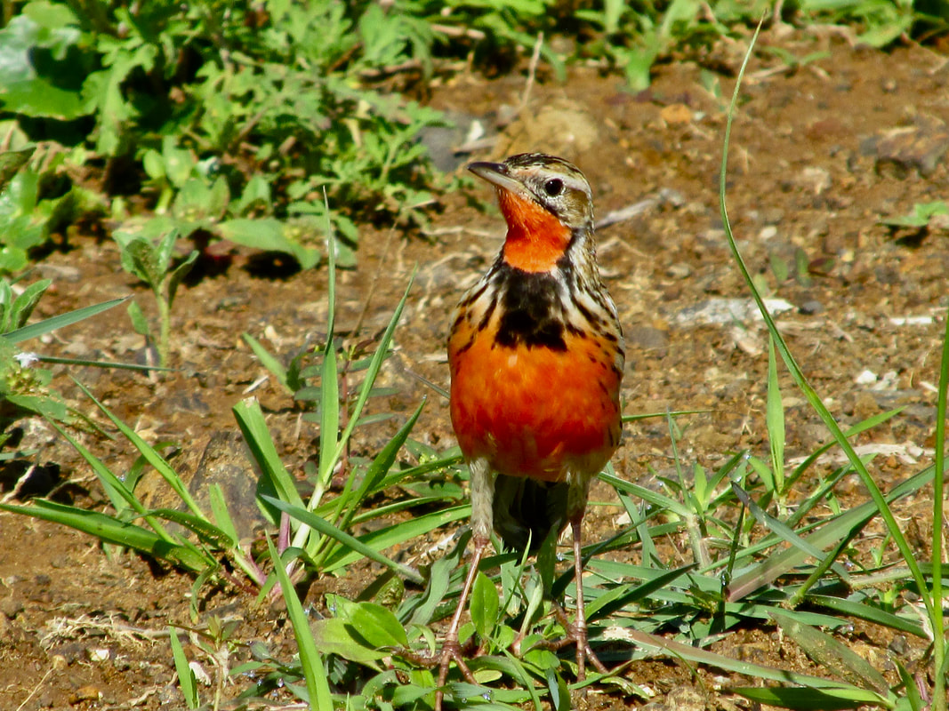 Rosy-throated longclaw breeding plumage