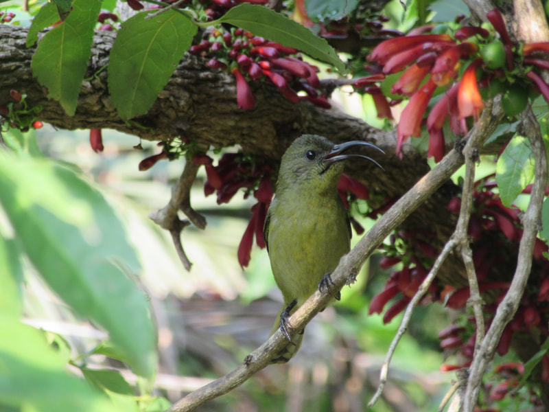 Eastern olive sunbird, St Lucia.
