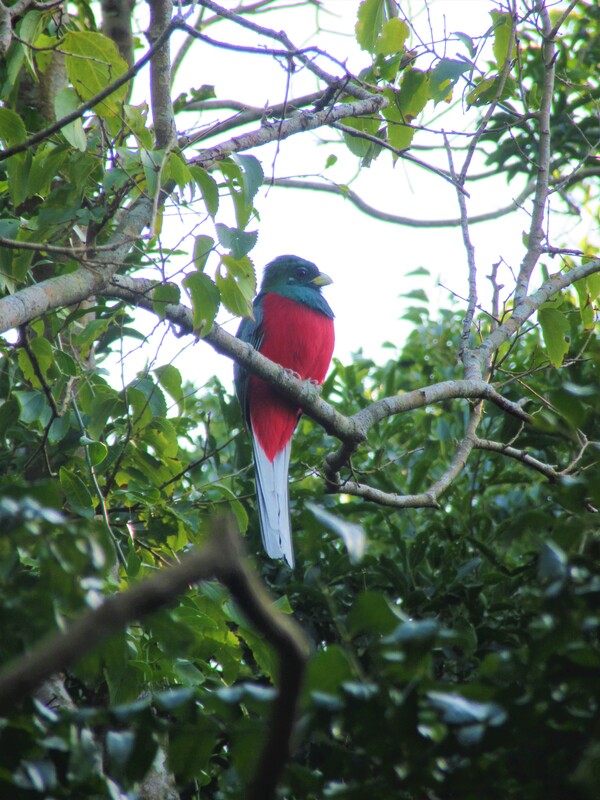 Narina trogon, St Lucia, Kwazulu-natal, Bird, Birdwatching, twitching.