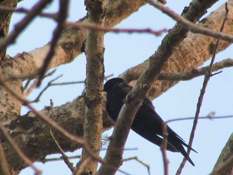 Eastern black saw-wing, St Lucia, bird.