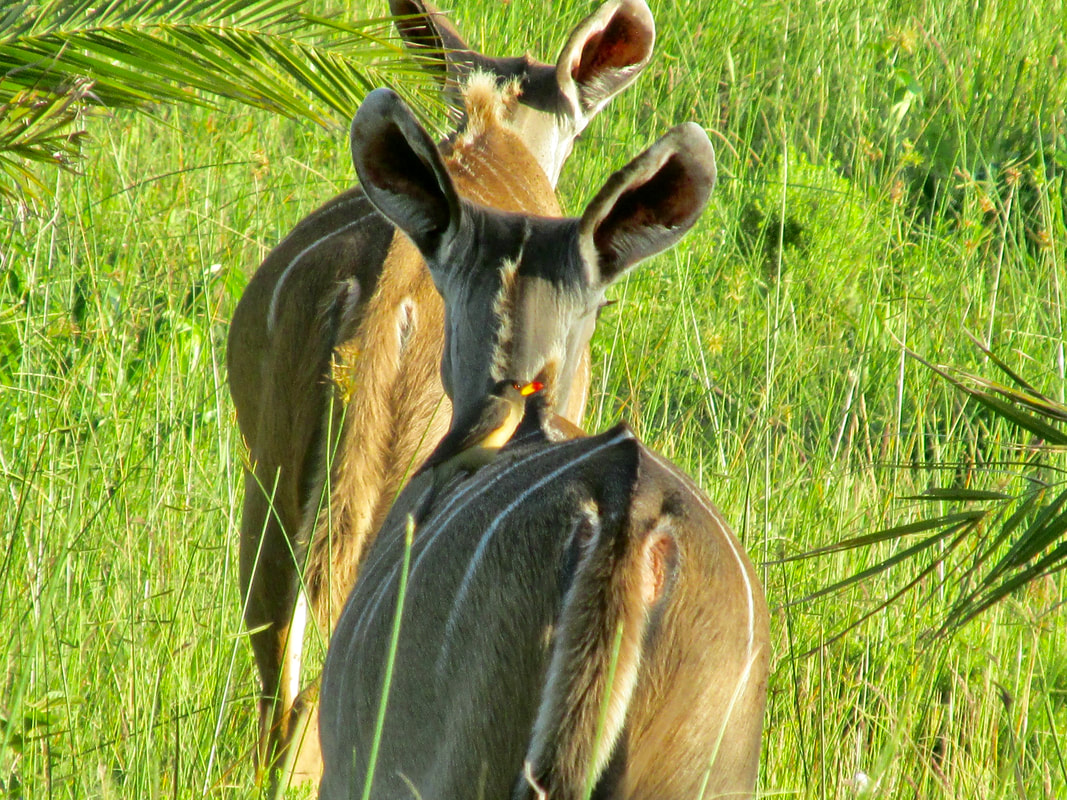 Yellow-billed oxpecker sitting on kudu