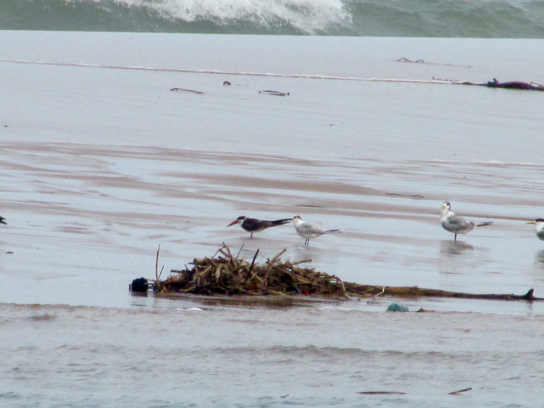 African skimmer with tern