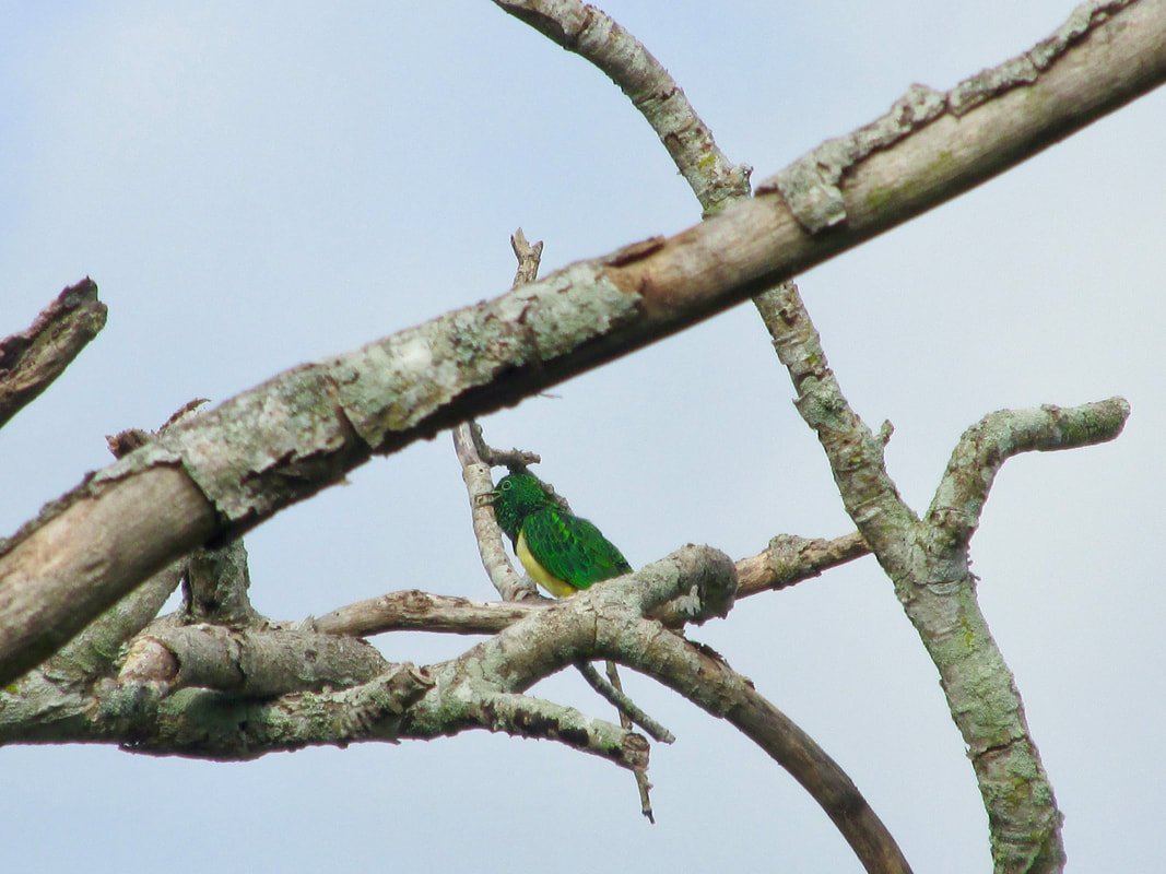 African emerald cuckoo calling in tree