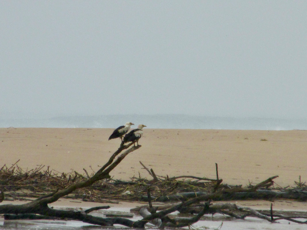 Palm-nut vulture pair at the Lake St Lucia estuary mouth