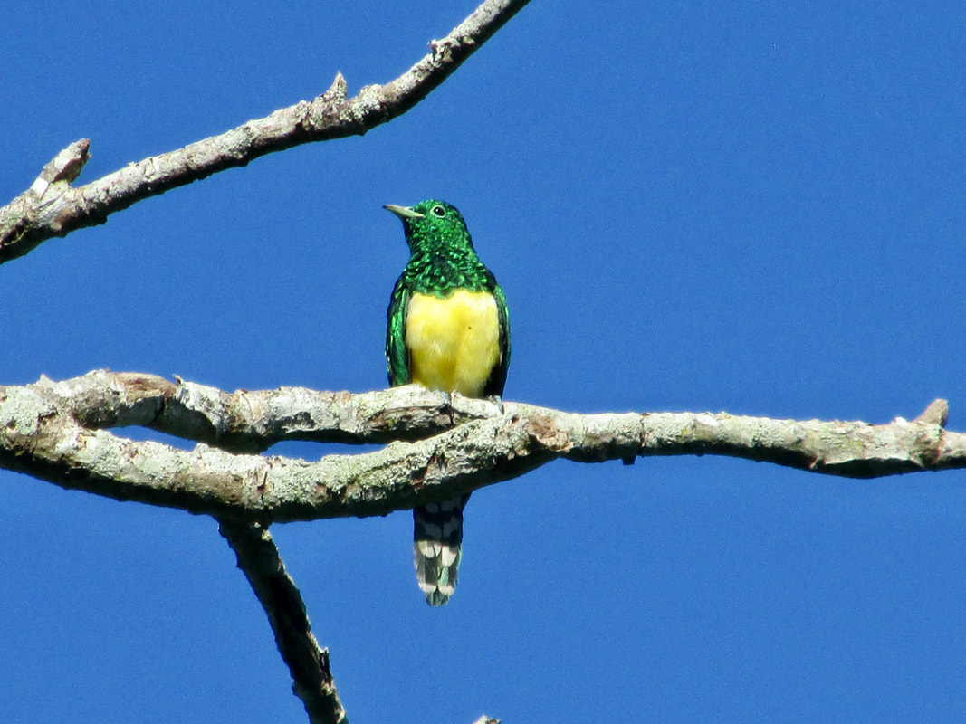 African emerald cuckoo