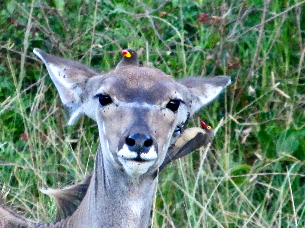 Kudu with Yellow-billed oxpecker