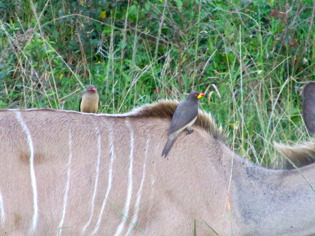 Kudu and two species of oxpecker