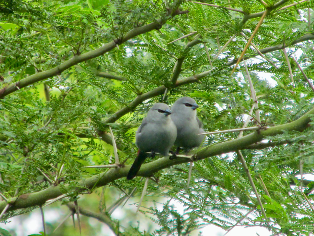 Grey waxbill in thorn tree
