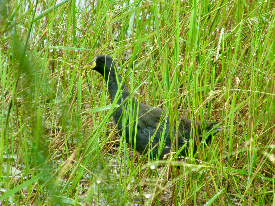 Lesser moorhen in grasses