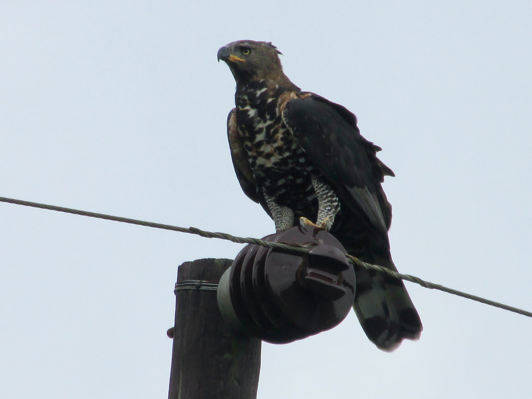African crowned eagle on telephone pole