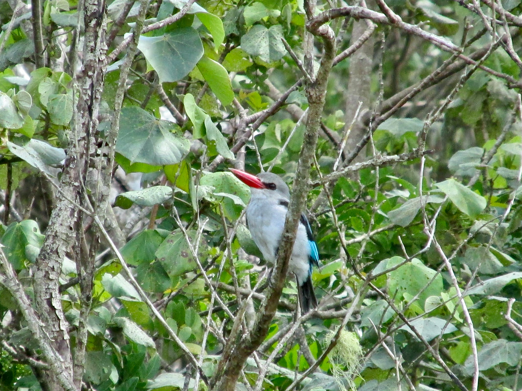 Mangrove kingfisher in tree