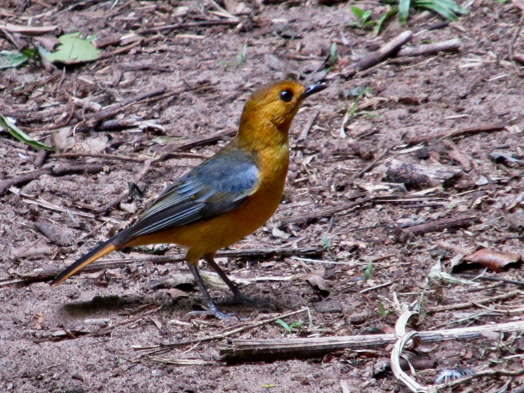 Red-capped robin-chat on ground.