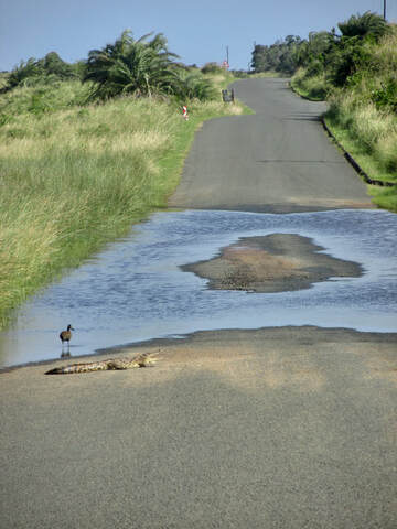 Crocodile in road